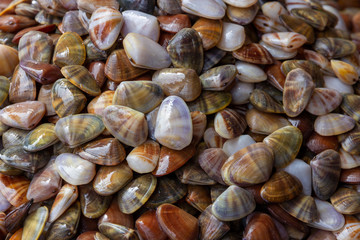 Fresh Enamel venus shell  (Meretrix lyrata)