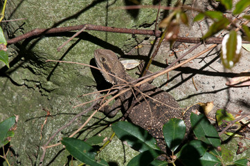 Sydney Australia, lizard partially hidden in the garden