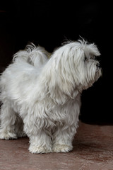dog portrait adult Maltese white color look