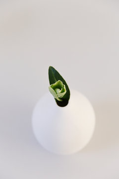 Small hellebores flower in a white vase seen from above.