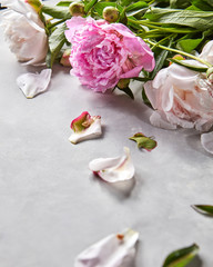 Fresh bouquet of white and pink peonies and flower petals on a gray concrete background with copy space. Valentine's day card.