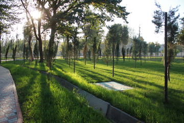 travel, plant, beautiful, flower, park