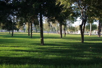 travel, plant, beautiful, flower, park