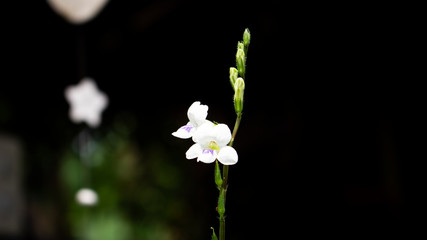Asystasia gangetica flower plant nature closeup