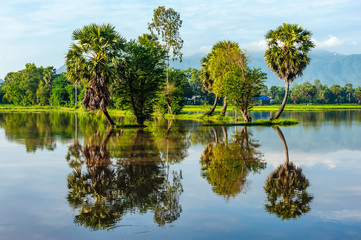 Palm trees growing on fields in An Giang province, Vietnam