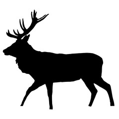 Black deer. animal
