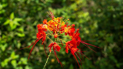 Caesalpinia pulcherrima flower plant tree 