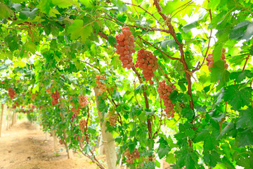 Ripe grapes in fall