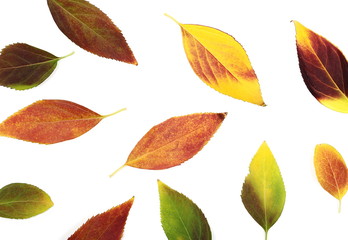 Autumn, fall leaves isolated on white background, top view
