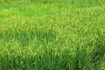 rice field closeup growth nature plant