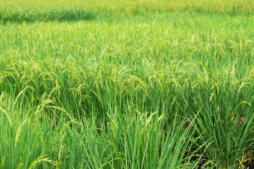 rice field closeup growth nature plant