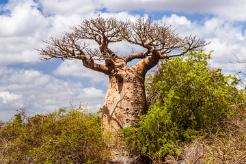 Baobab tree and savannah