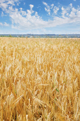 Grain gold field
