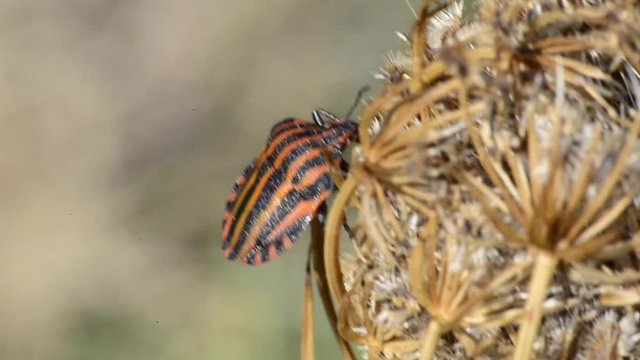 punaise des bois rouge &agrave; rayures noires
