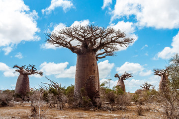 Baobab trees and savannah