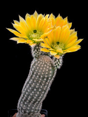 Cactus Echinocereus ctenoides  with flower isolated on Black. - obrazy, fototapety, plakaty
