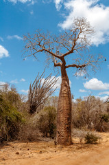 Fototapeta na wymiar Baobab tree and savannah