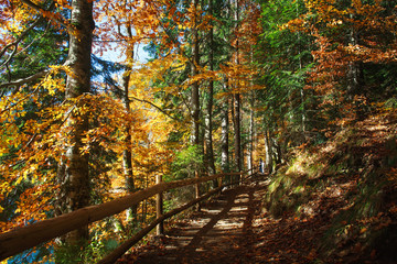 Fototapeta na wymiar Trail path in coniferous deciduous forest park in autumn sun light