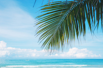 Fototapeta premium Coconut leaves on blue sky.