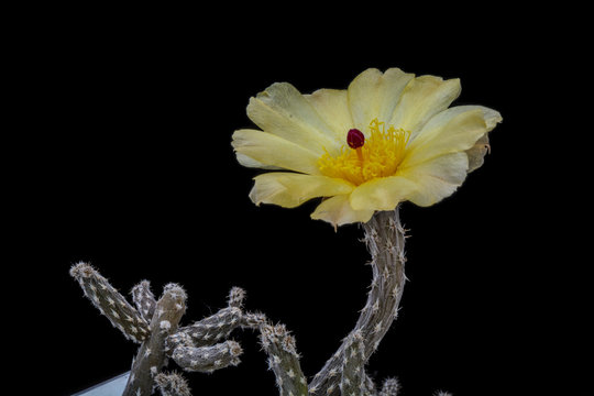 Cactus Tephrocactus tuberosus with flower isolated on Black.