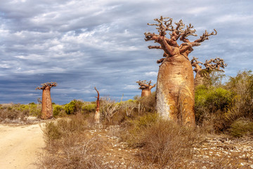Baobab trees and savannah