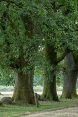 Eichenallee bei Wilsede in der Lüneburger Heide