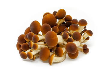 funghi pioppini agrocybe aegerita © roberto