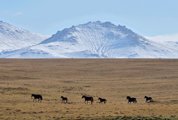 Herd of horses near Son-Kul mountain lake,central Tien Shan, Kyrgyzstan, Central Asia, popular...