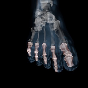 3d illustration of human body skeletal phalanges foot