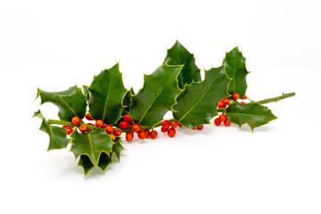 Agrifoglio Ilex aquifolium Aquifoglio Alloro spinoso Pungitopo maggiore