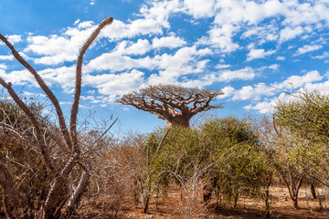 Baobab tree and savannah