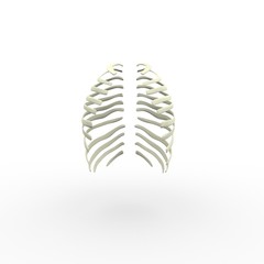 3d illustration of human body skeletal ribs
