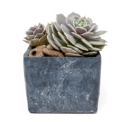 echeveria lilacina ghost