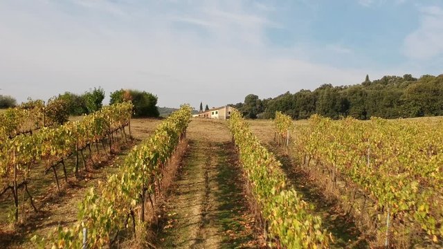 vineyard in autumn aerial view shot with drone in Tuscany (Italy)