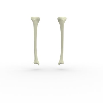 3d illustration of human body skeletal tibia