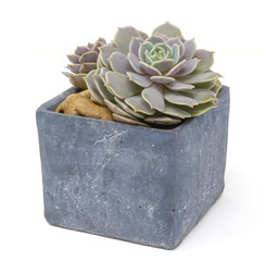 echeveria lilacina ghost