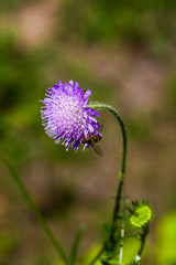 pincushion flower Scabiosa
