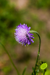 pincushion flower Scabiosa with bee 