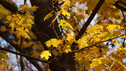 The brown trunk of a maple tree and maple branches with yellow autumn leaves in spots from the sun