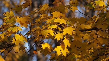 maple branch with yellow autumn leaves in points of sunlight