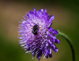 pincushion flower Scabiosa with bee 