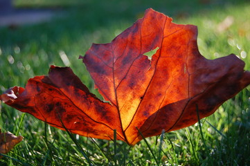 Yellow leaf in sunset light on green grass