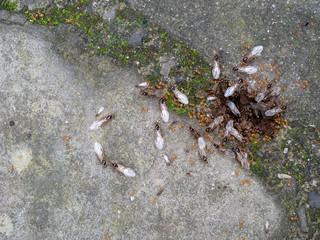 Yellow ants, probably Lasius Flavus, winged and wingless by nest.