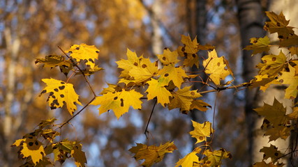 maple branch with yellow autumn leaves in points of sunlight