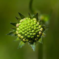 pincushion flower Scabiosa