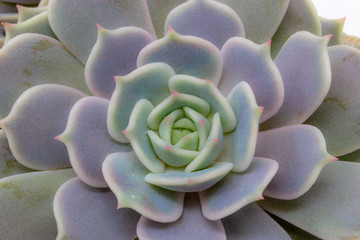 echeveria lilacina ghost