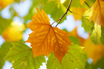 autumn yellow leaves