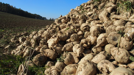 sugar beet harvest in autumn
