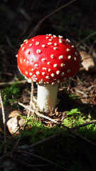 beautiful red fly agaric in the forest