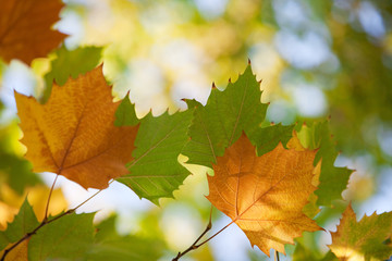 Fototapeta na wymiar autumn yellow leaves